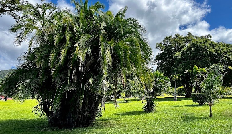 Botanical Gardens Dominica 4